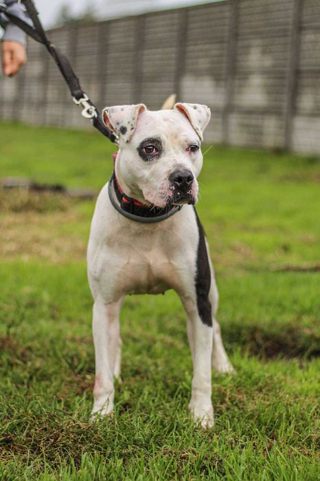 Dziś Lima jest gotowa - szukamy dla niej domu!