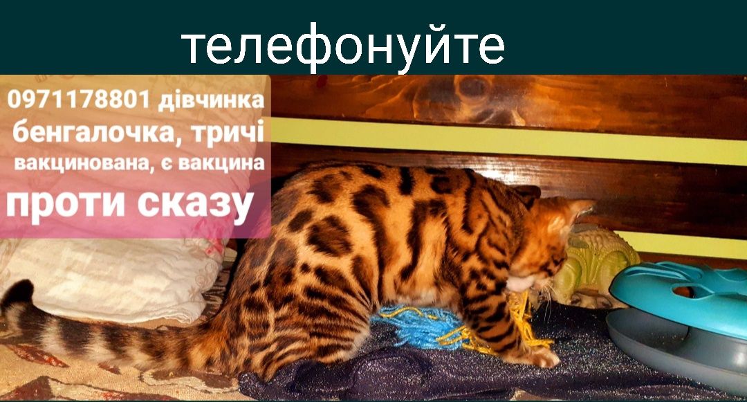 бенгалочка зігріє теплом Вашу домівку та душу.