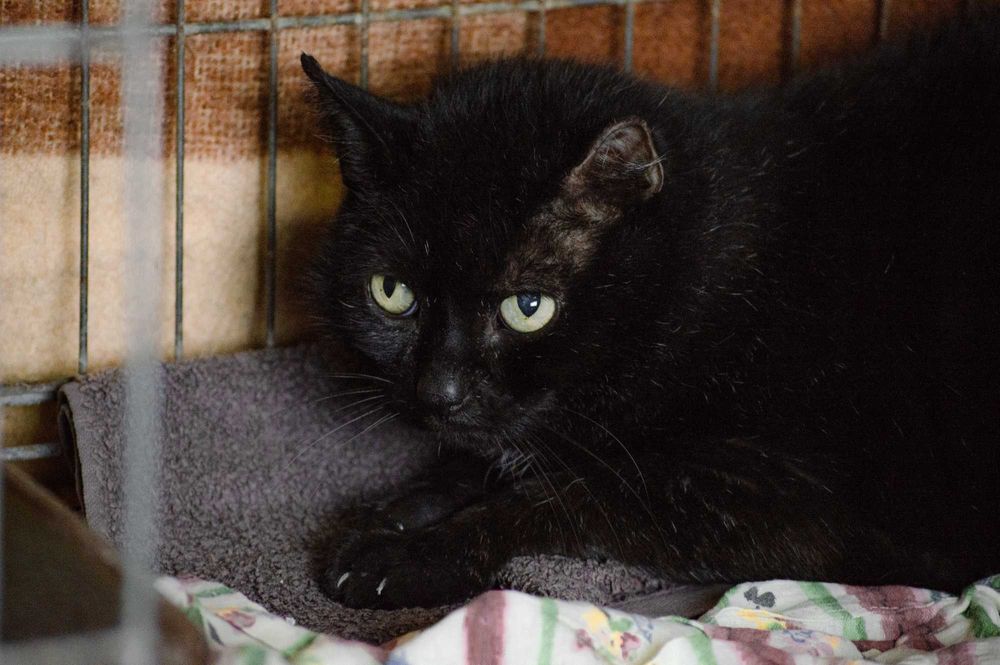 Kocurek Uszko do adopcji