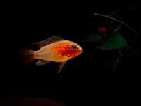 Sprzedam pielęgniczki Apistogramma Macmasteri "gold"