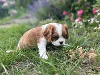 Cavalier king charles spaniel piesek