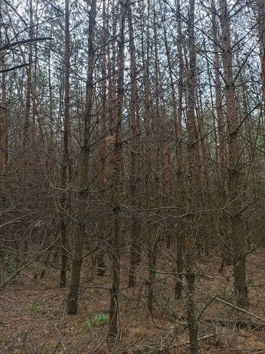 Sprzedam Młody Las 3 ha w Krasowo - Częstki