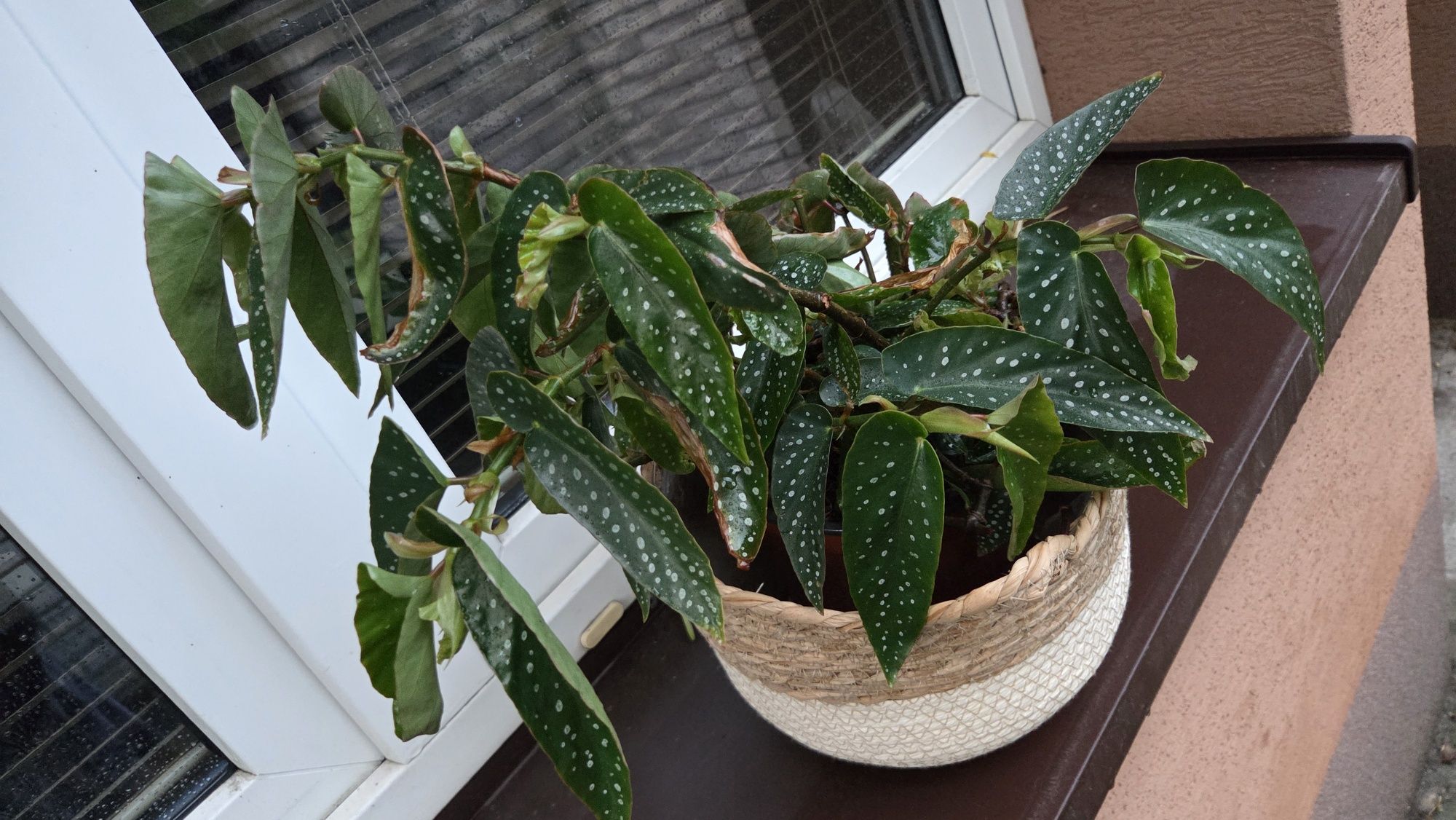 Begonia Tamaya Warszawa maculata