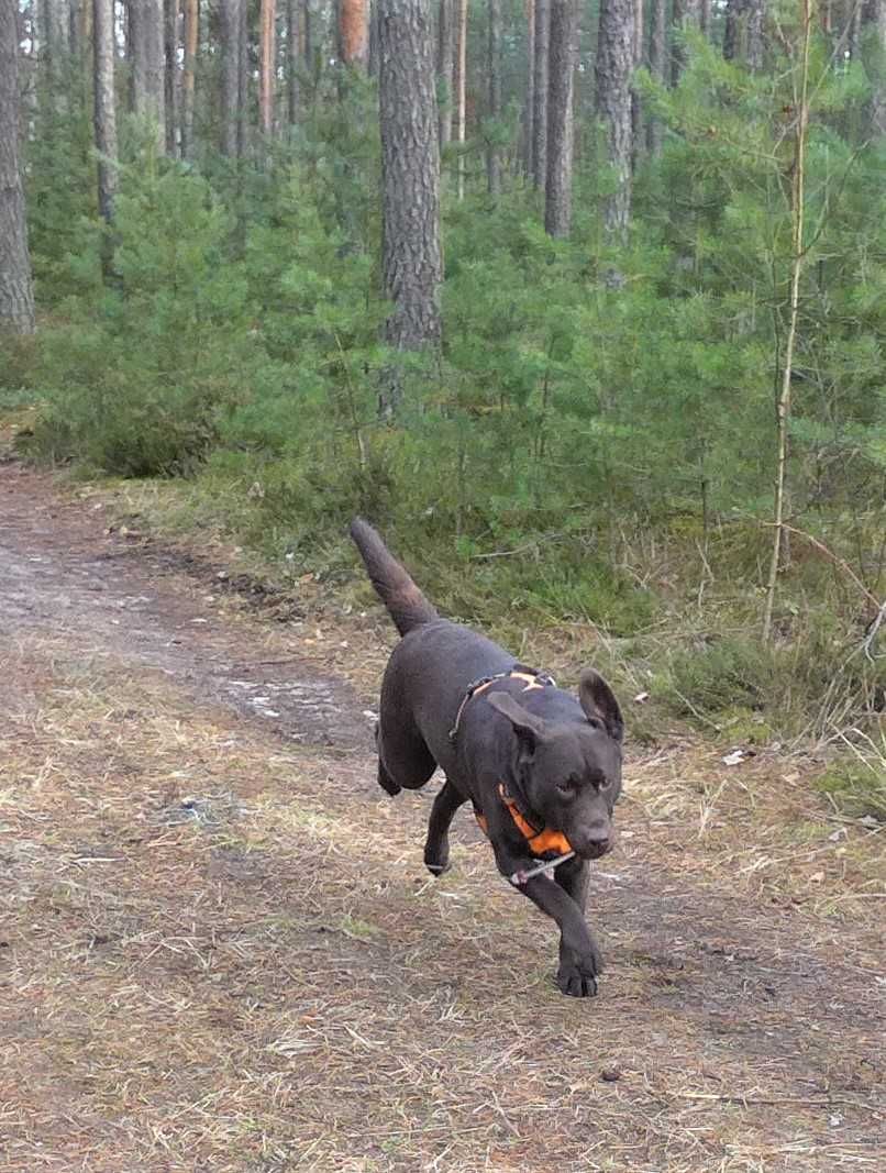 zaginęła labradorka, kolor - czekoladowy