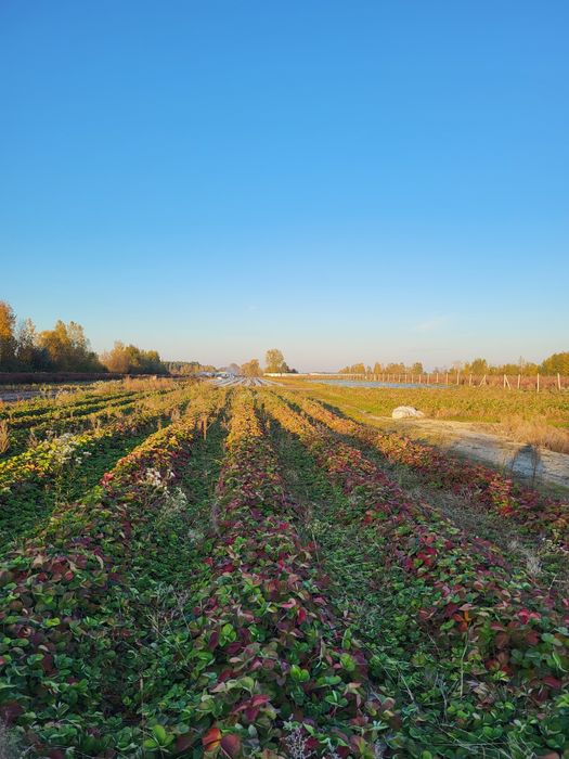 Sprzedam 2.93 ha pole działka hektar