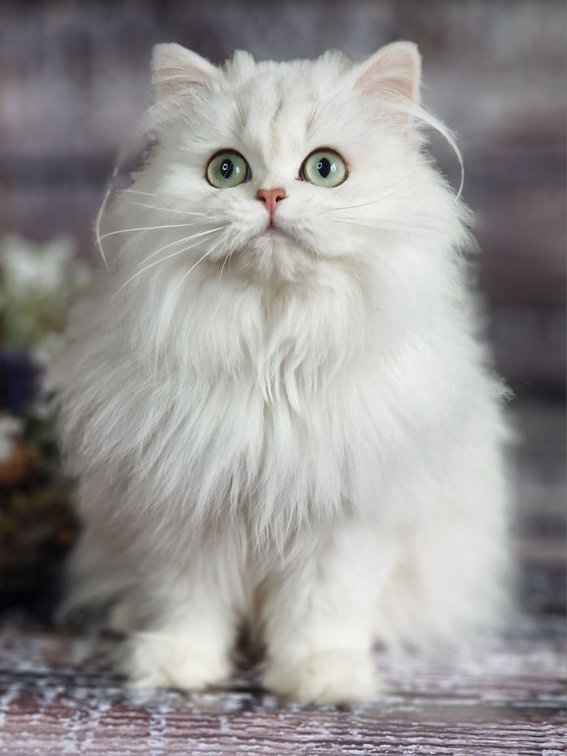 Элитный британский длинношерстный кот  из питомника