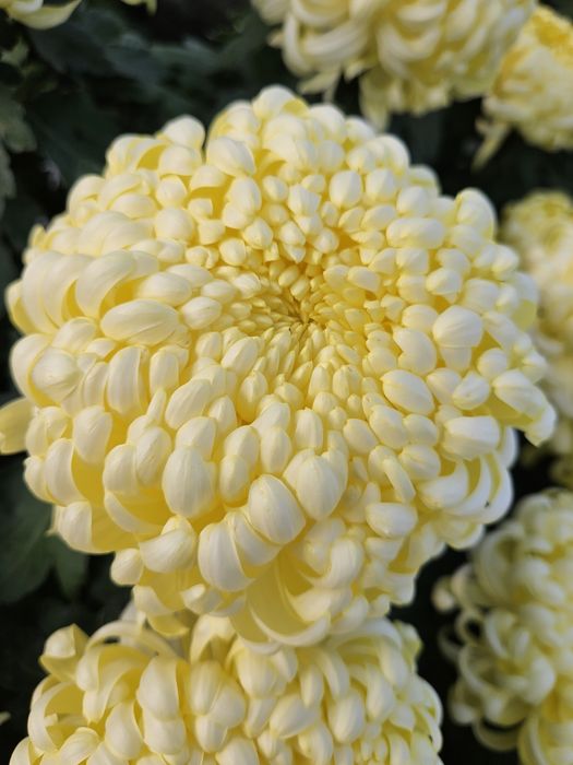 Chryzantemy mazowieckie