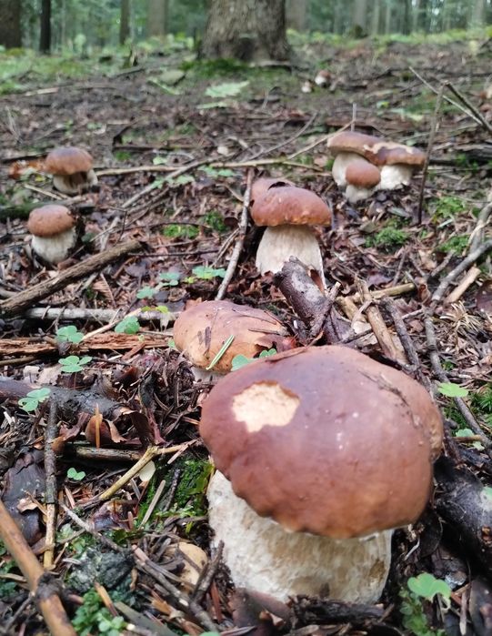 Borowik suszony 5x100g