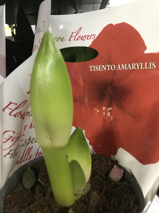 Продается амариллис, гипеаструм, комнатное растение, лилия, цветок