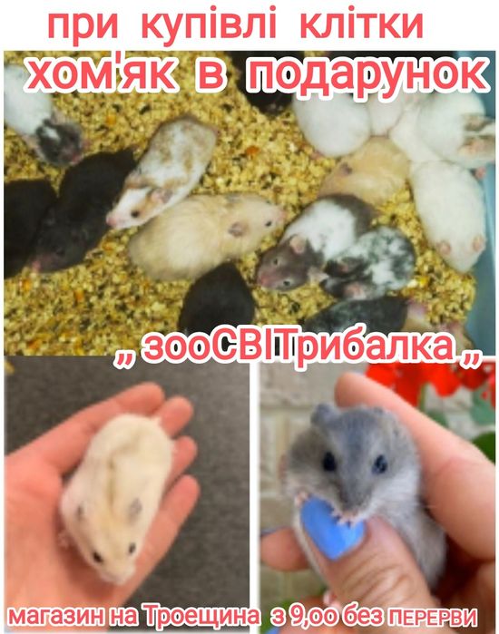 хом'як найкраща тваринка для дитинки.