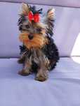 Szczeniak Yorkshire terrier