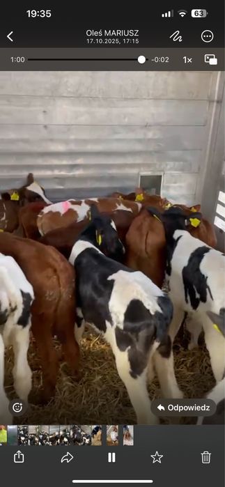 Dprzedam byczki cieliczki