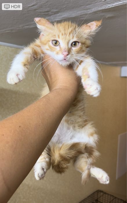 Отдам котенка мальчика