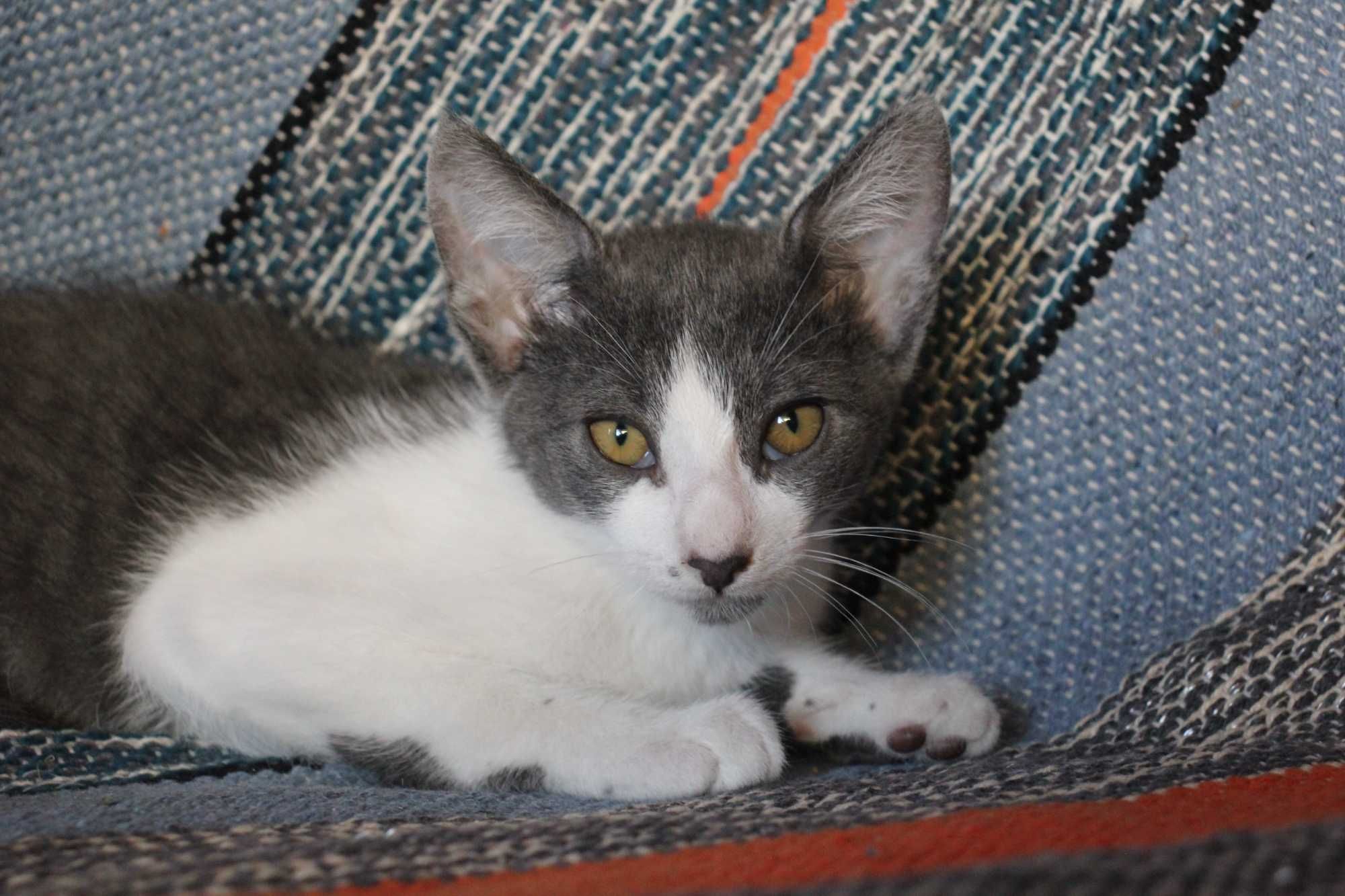 MACHO | Gatinho disponível para adoção responsável
