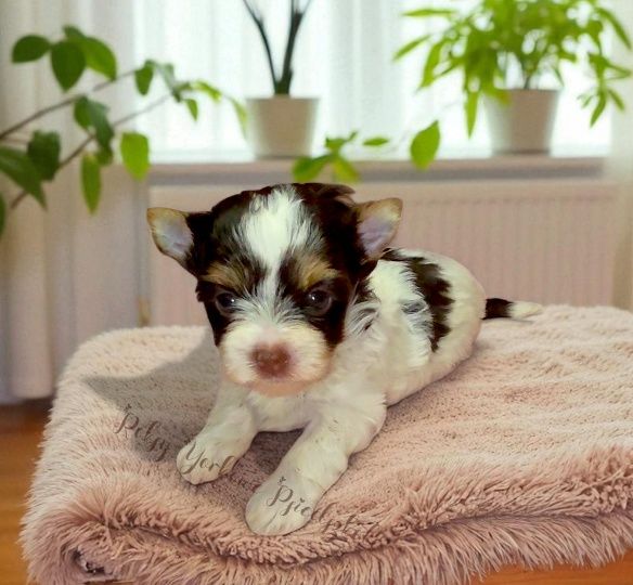 Wesoła, ciekawska niezwykła suczka Biro Yorkshire Terrier