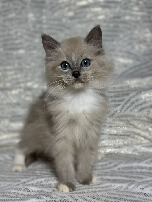 Ragdoll mink koteczka