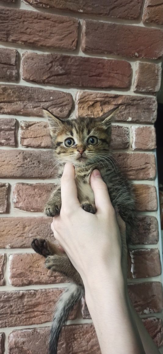 Мальчик Мейн куйн