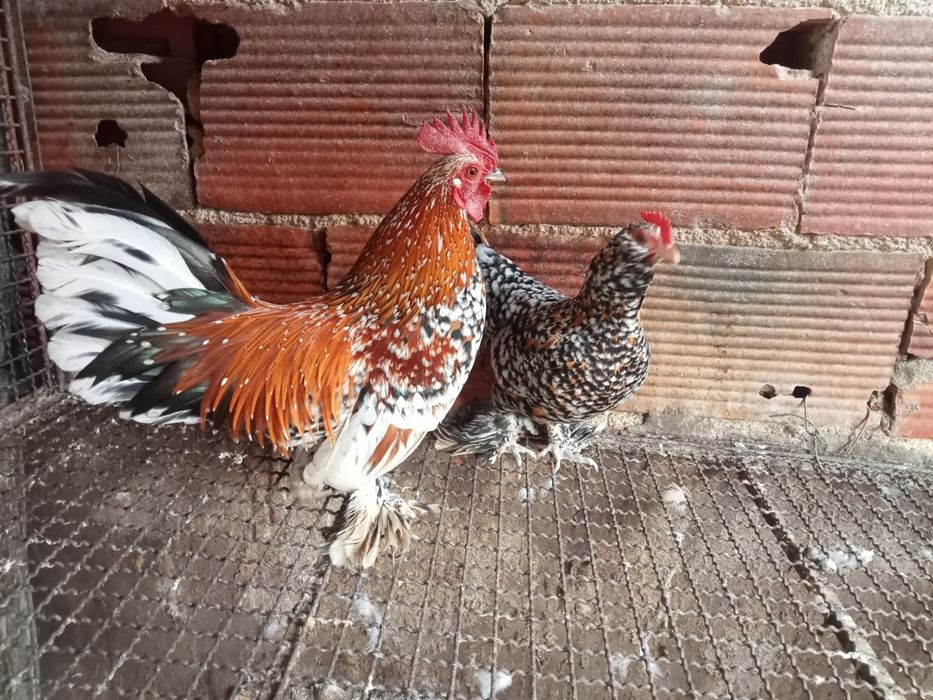 Ovos calçada holandesa