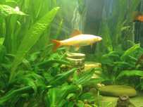 Labeo albinos 15 cm
