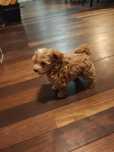 Maltipoo chłopiec F1 ciemny karmel rodowód microchip wyprawka