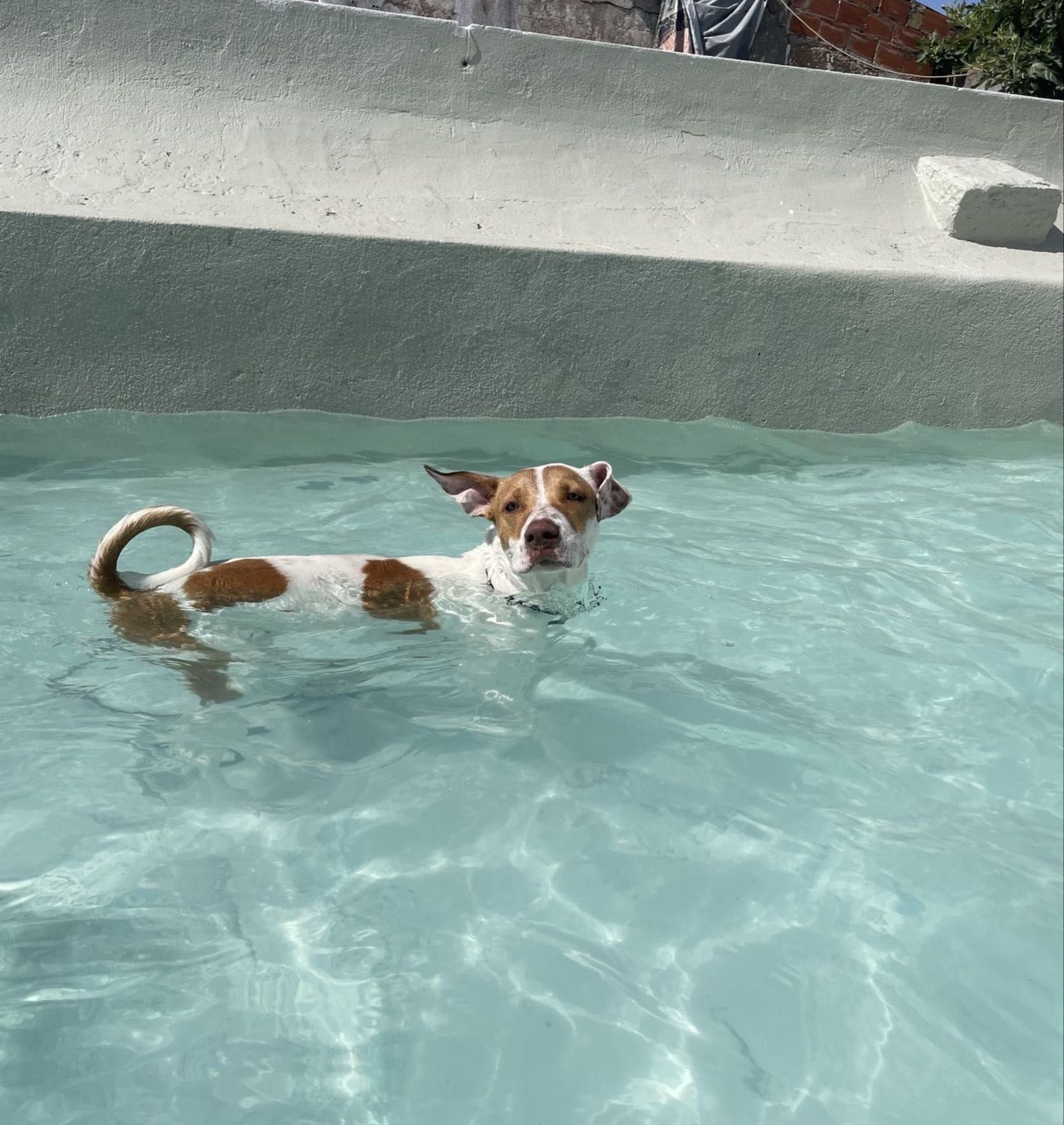 Cão jovem para adoção