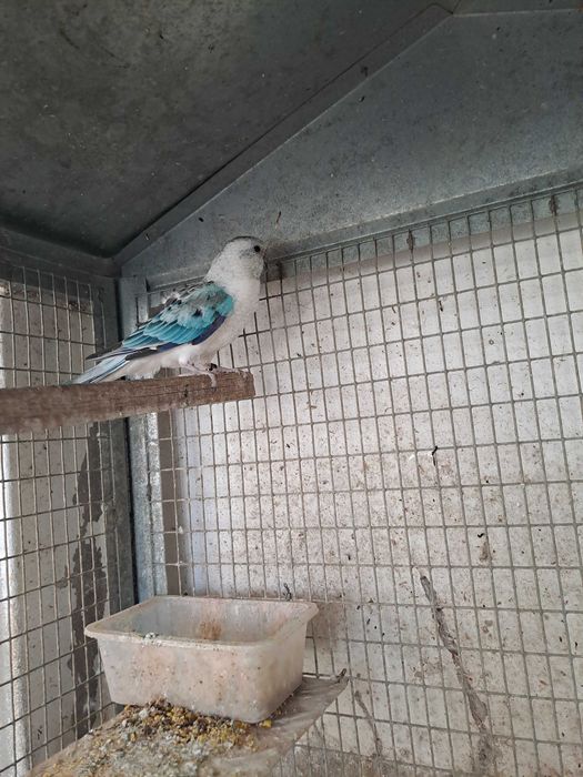 "Rederamp azul opalino"