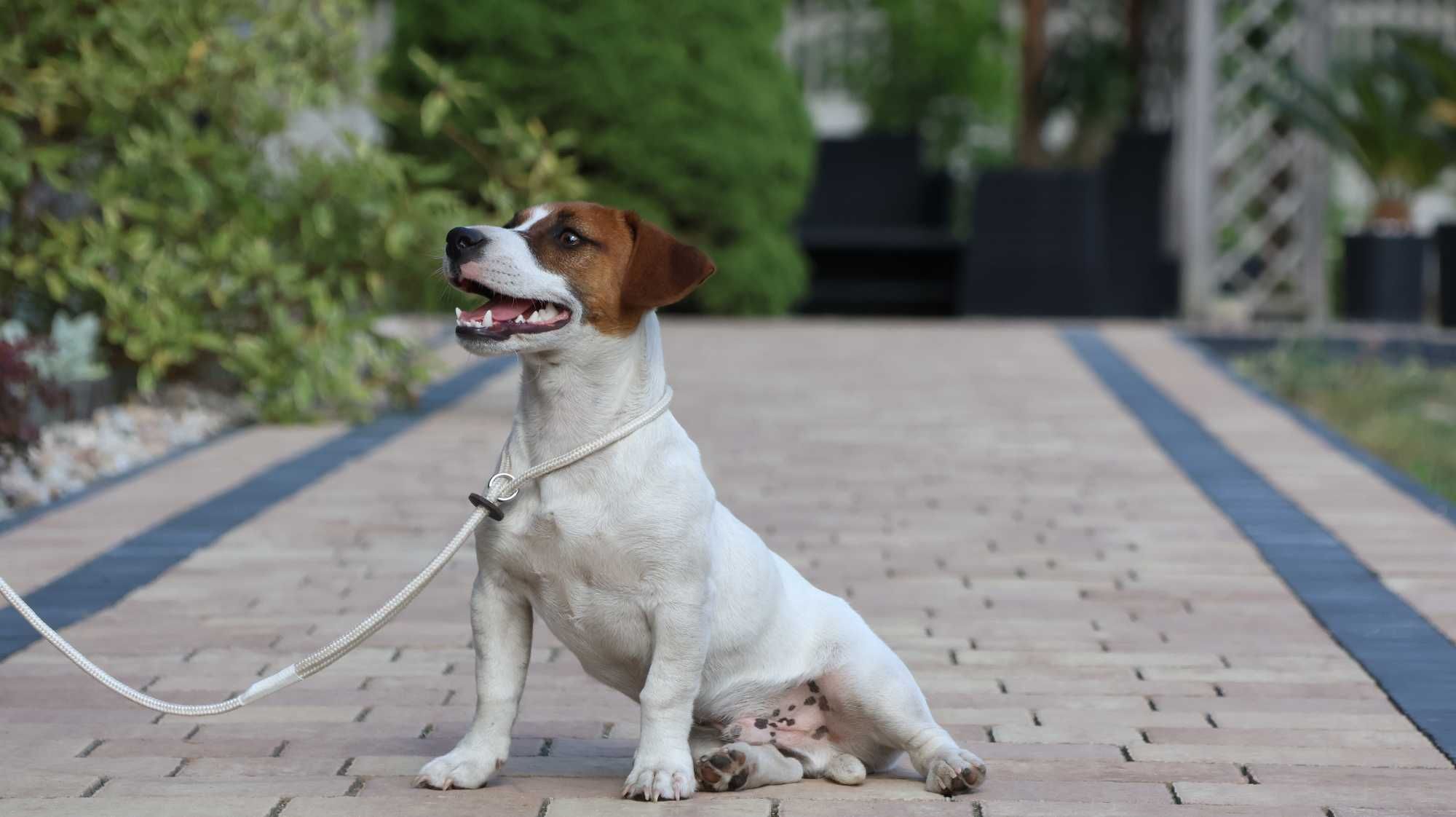 Piesek Jack Russell Terrier ZKwP FCI/badania genet.