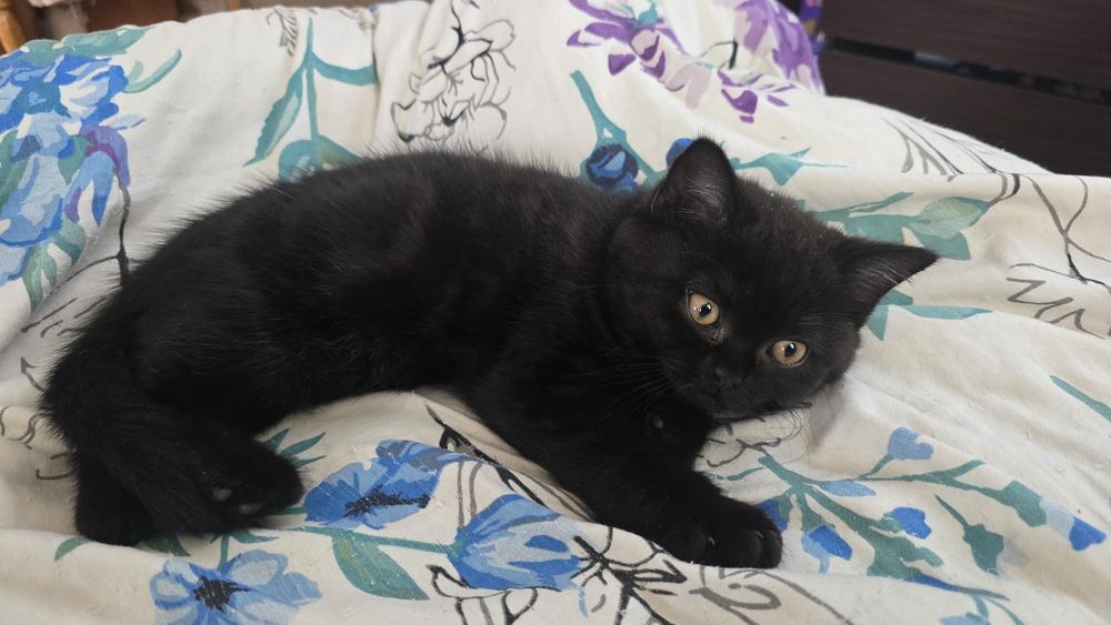 Czekoladowy kotek brytyjski