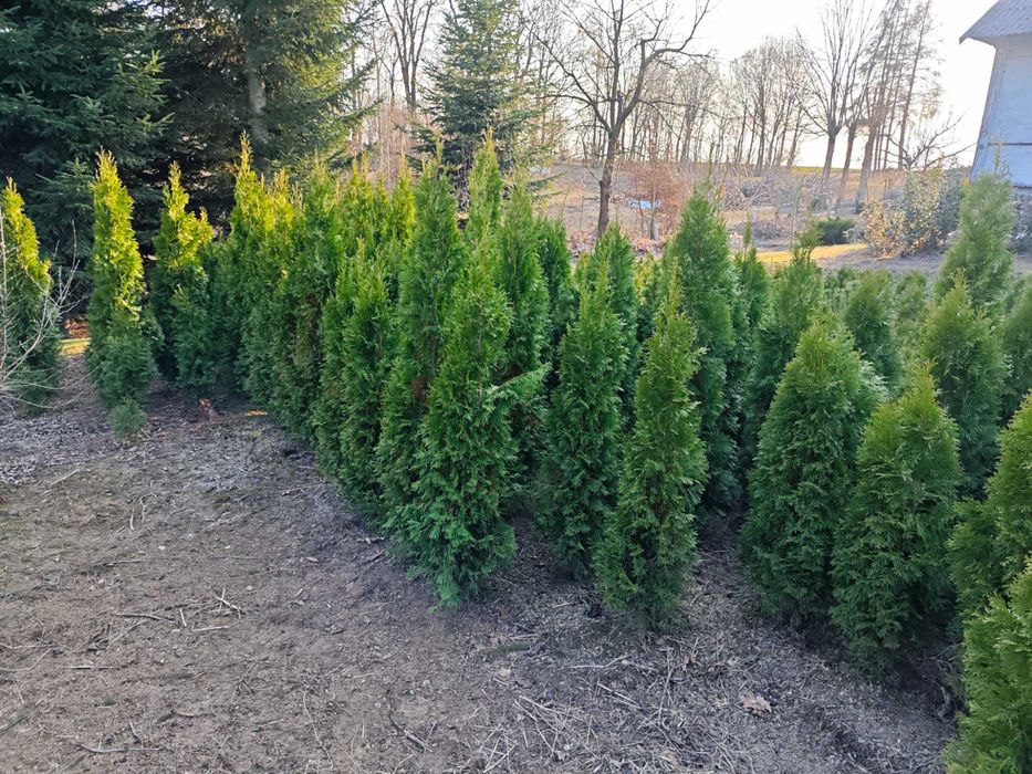 Thuja Szmaragd 120 -200 cm