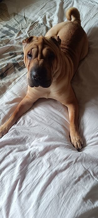 Отдам в хорошие руки девочку шарпея с документами чипирована