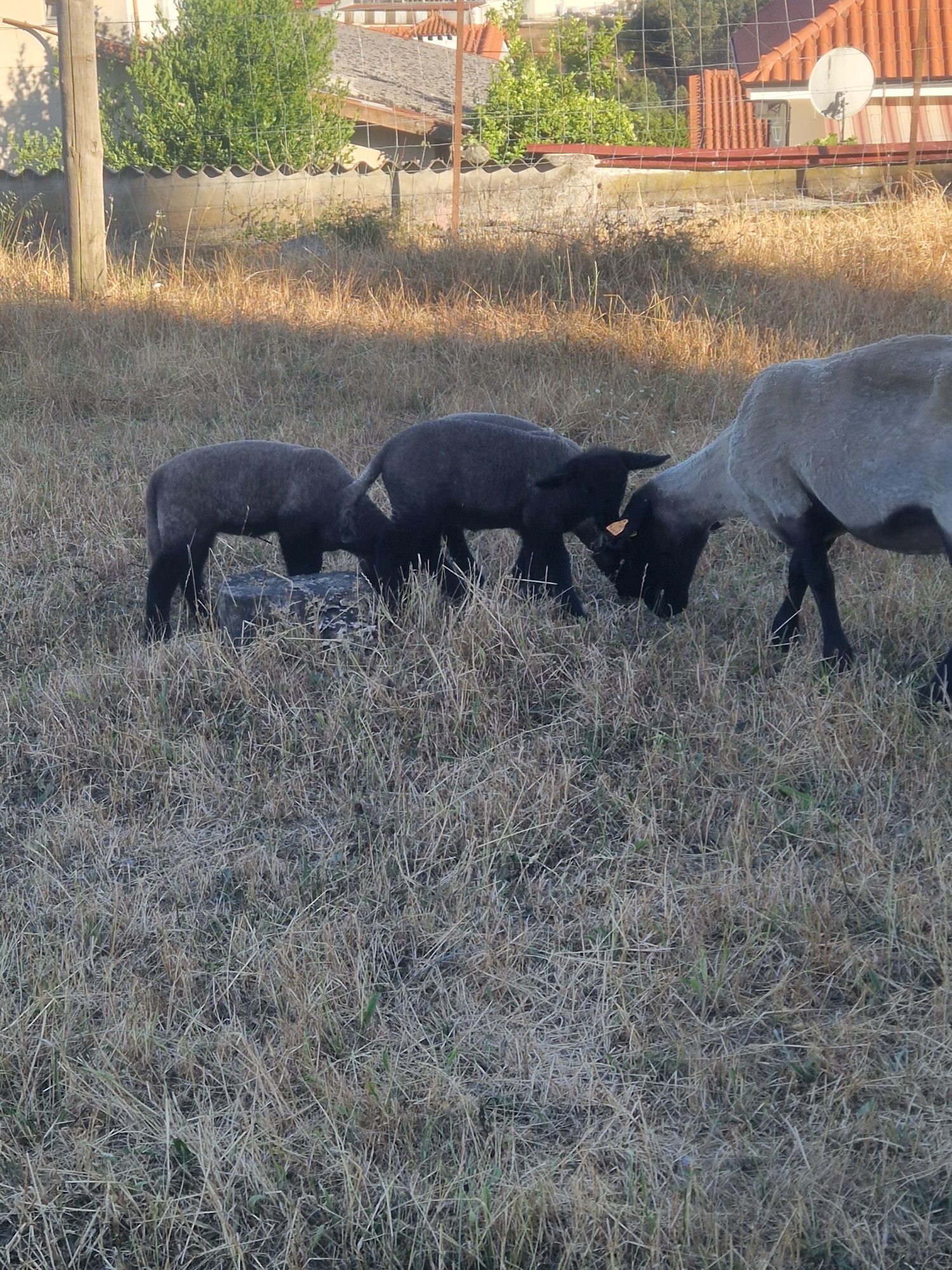 Borregas suffolk puras