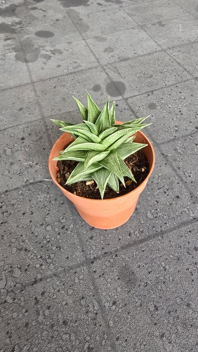 Conjunto de Haworthias Variegatas