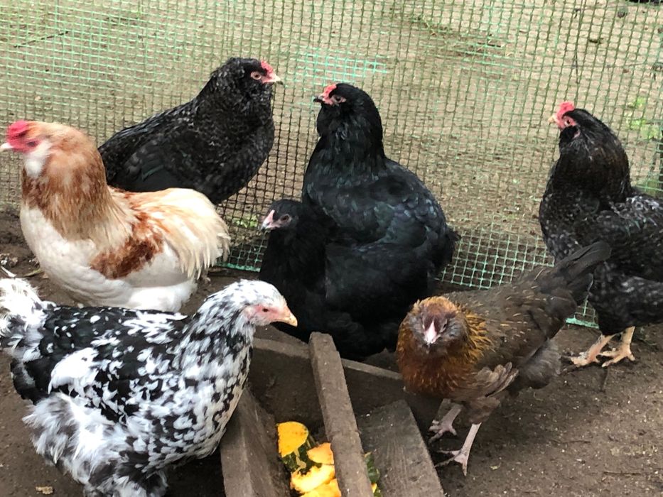 Kury  Kochin , Araukany ( zielone jajka ) pary