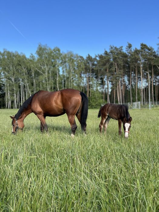 Klacz wielkopolska po Galapagosie 8 msc