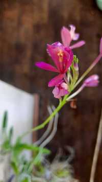 Орхидея Эпидендрум ибагуйский (Epidendrum ibaguense) Epidendrum Red