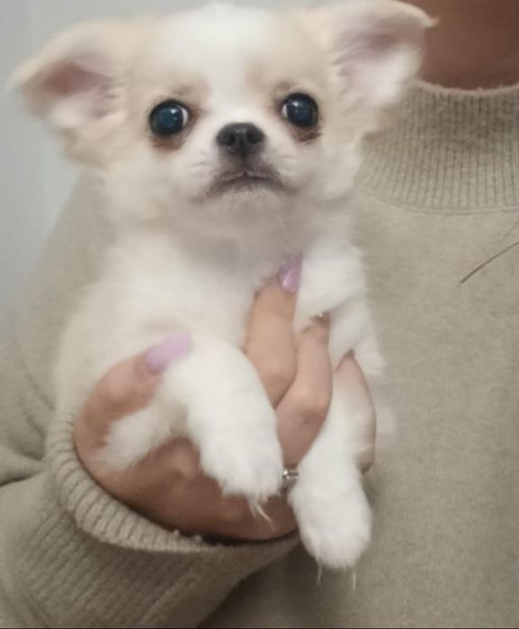 ZUZIA cudna długowłosa ZKwP FCI