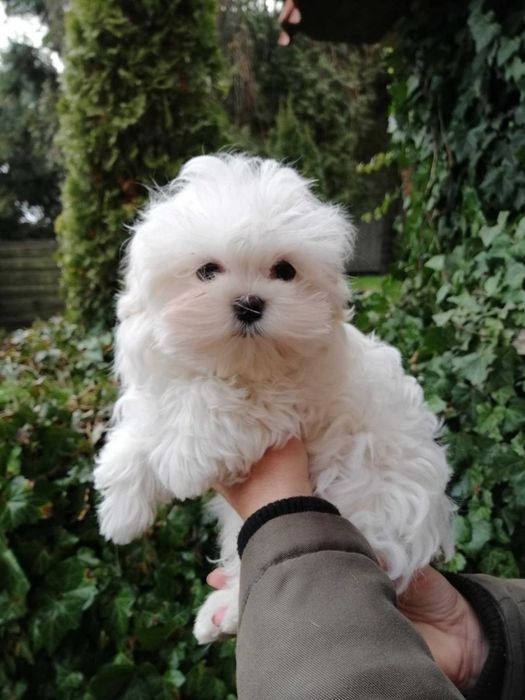 Maltańczyk- wyjątkowa  suczka - FCI