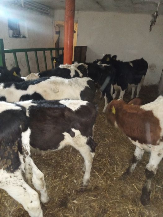 Sprzedam 14 zarlakow