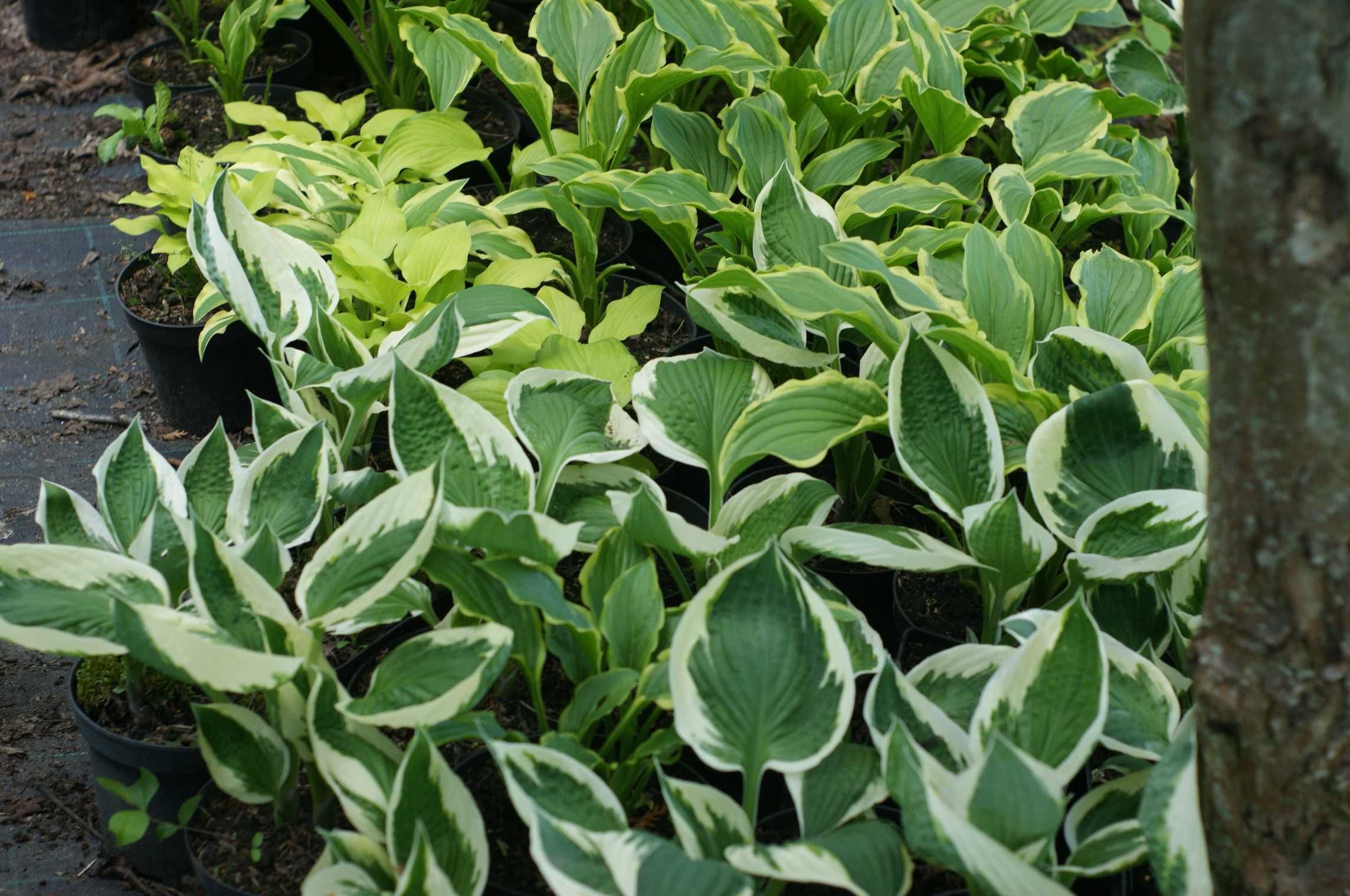 Funkia hosta funkie