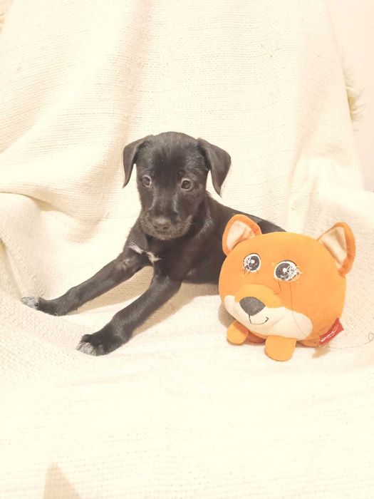 KERMIT szuka kochającej rodziny!