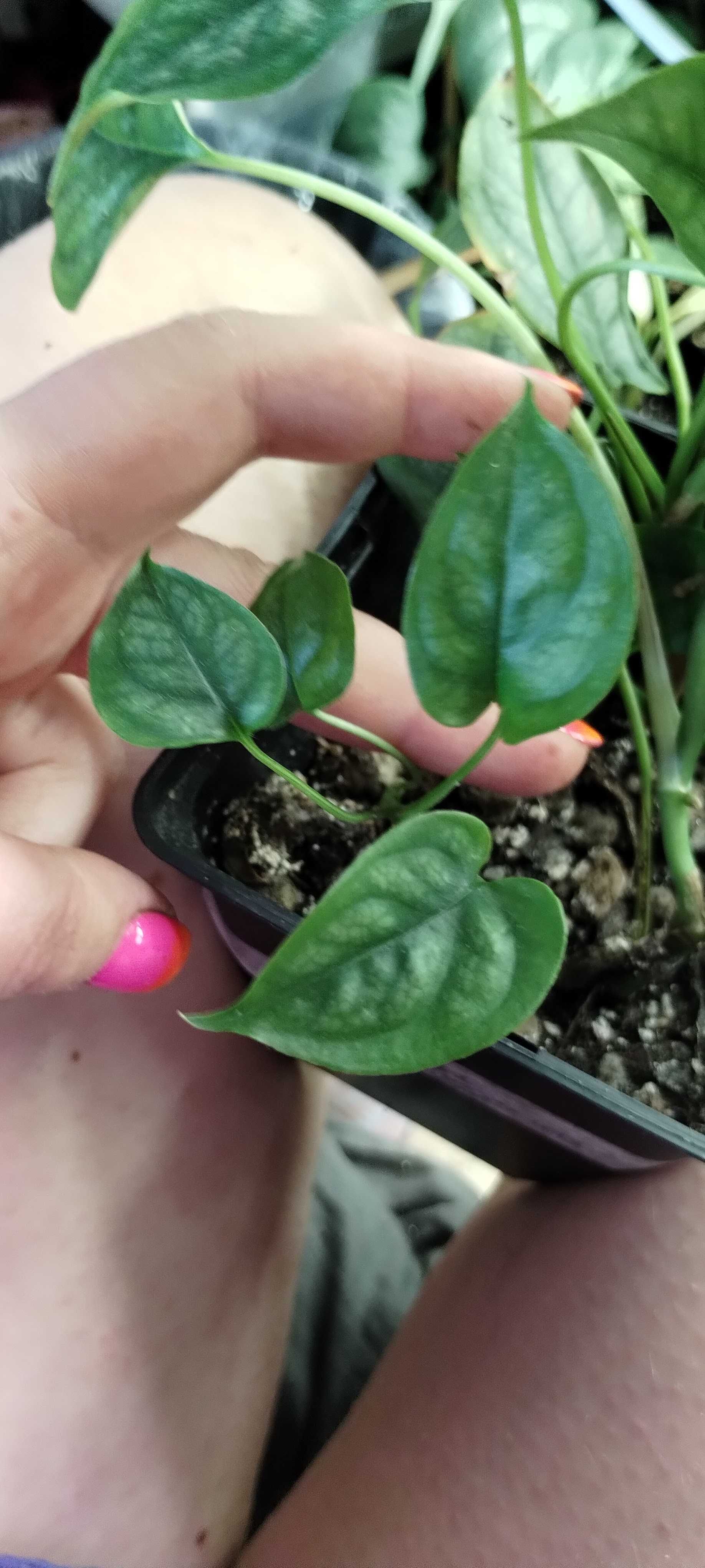 monstera siltepcana