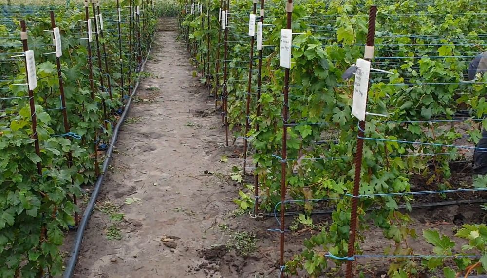 Саджанці винограду Саженцы винограда