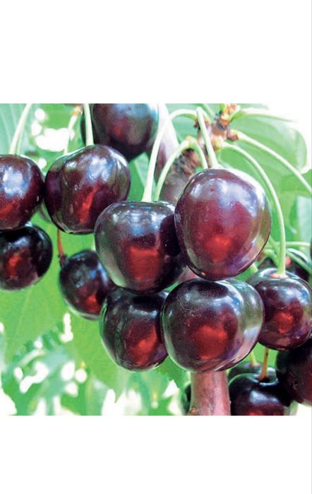 Саджанці плодових дерев та ягідних кущів