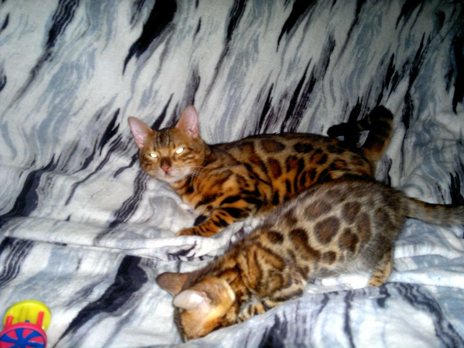 Якісні породні бенгальчики з документами клубу