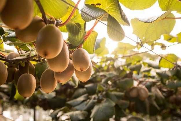 Vendo Kiwis - 2 Calibres