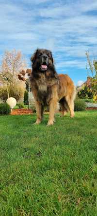 Szczeniak rasy Leonberger samiec po Championach Polski