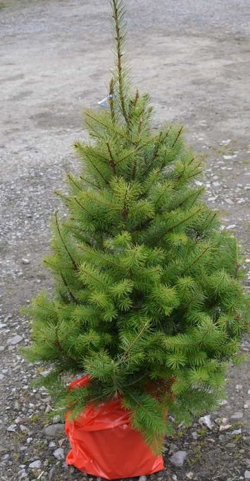 Daglezja choinka formowana w donicy. Jodła, świerk. niedziela 9-14.oo