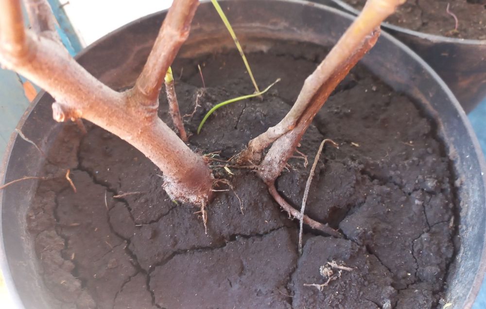 Інжир Київський ранній закрита коренева.. Тамарікс саджанці.