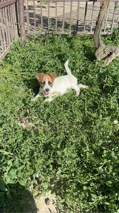 Дівчатка Джек Рассел терьера