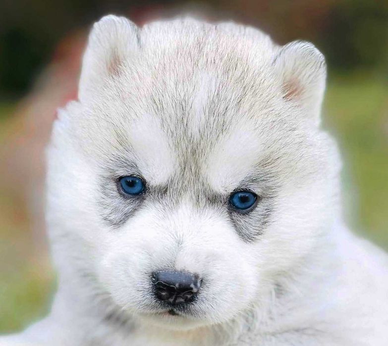 Siberian Husky szczenię , piesek niebiesooki ZKwP/FCI duża wyprawka